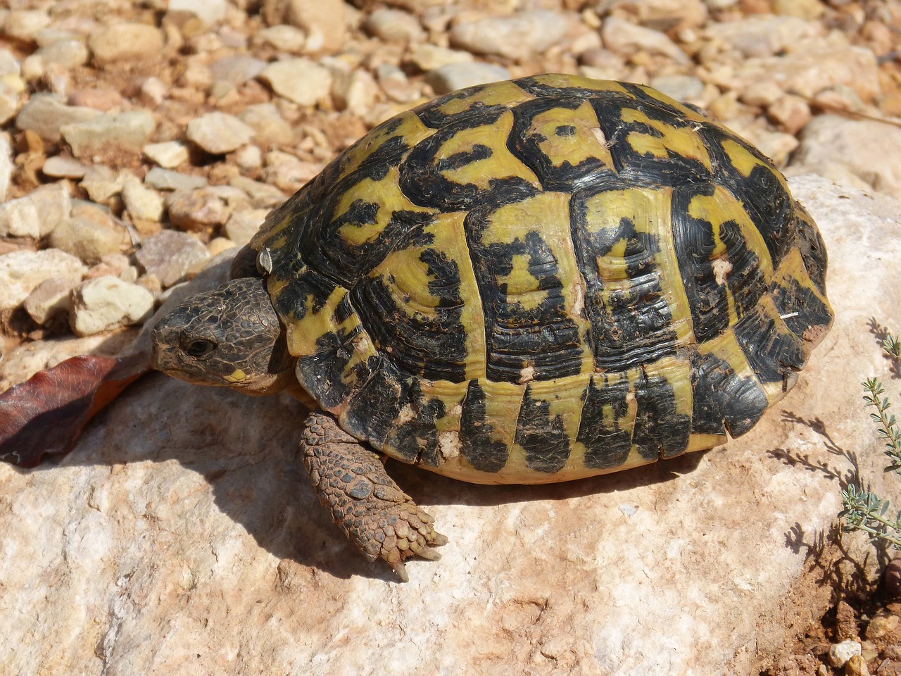 Image - mediterranean tortoise turtle