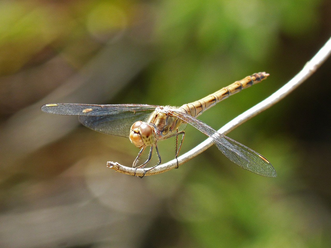 Image - dragonfly sympetrum striolatum