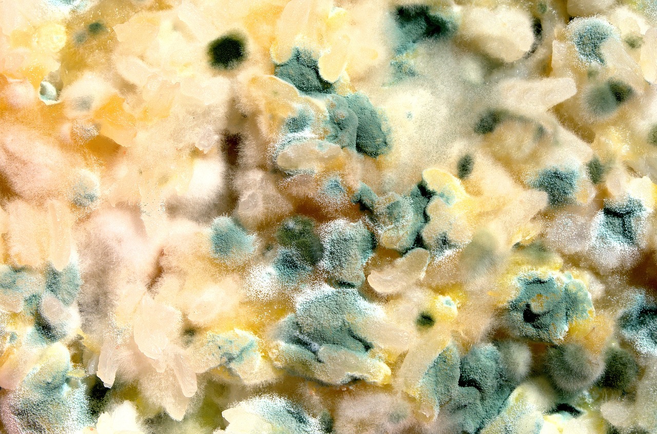 Image - overgrown with mold eating moldy
