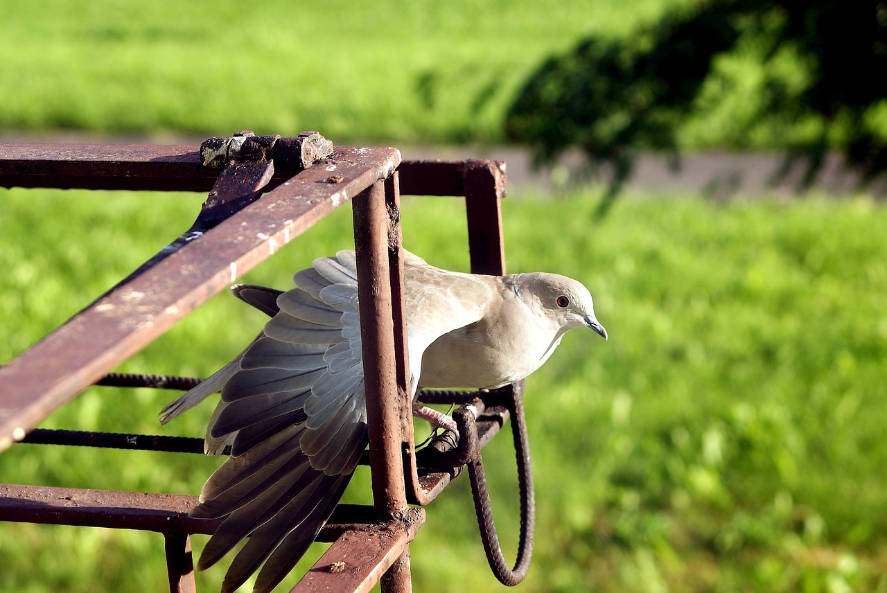 Image - dove bird wings side poses