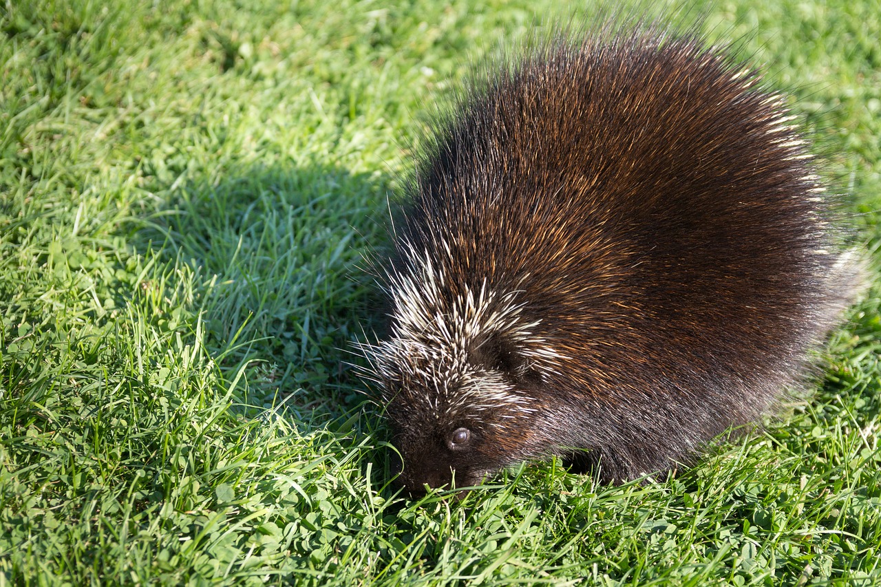 Image - porcupine animal wildlife