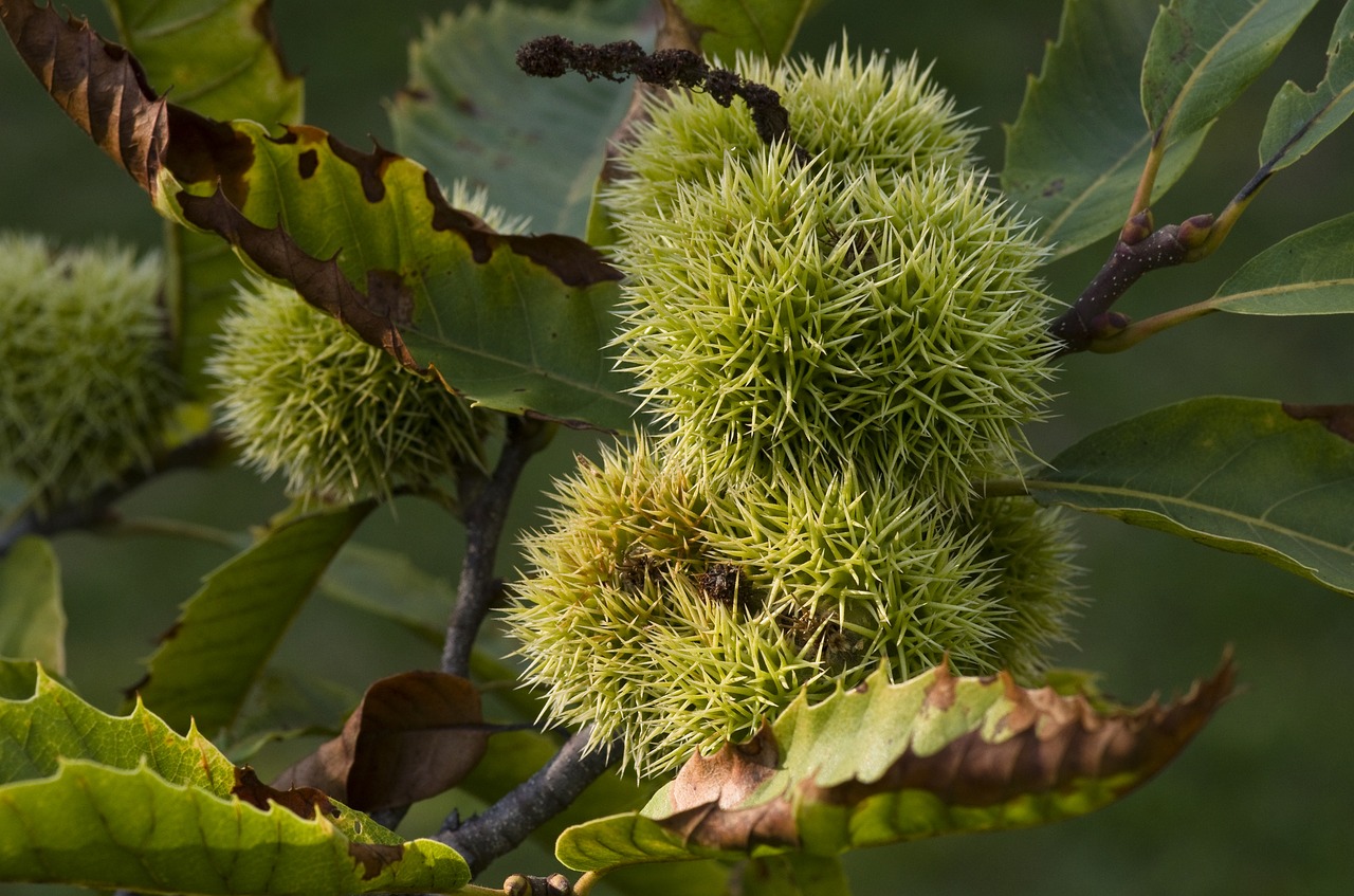 Image - maroni chestnut prickly green