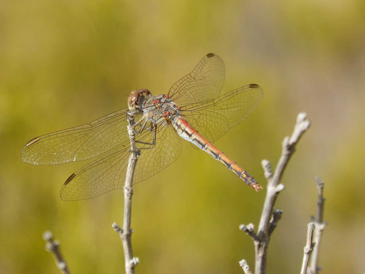 Image - dragonfly sympetrum striolatum