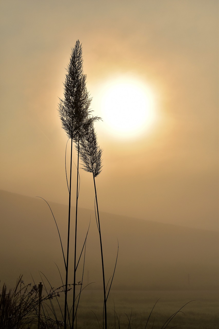 Image - grass back light fog grasses