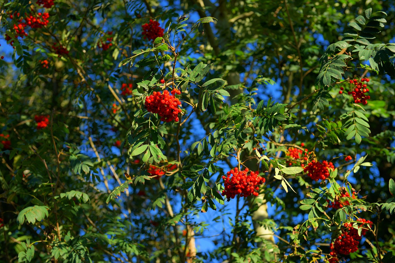 Image - rowan mountain ash berries red