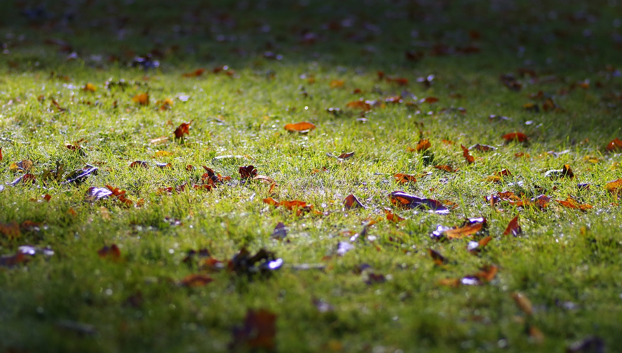 Image - autumn grass foliage fallen