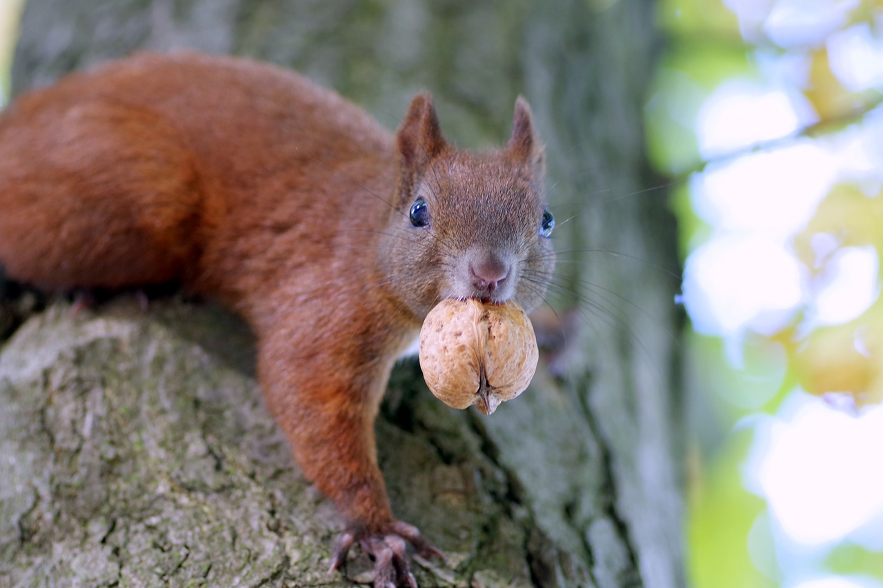 Image - the squirrel walnut snout pet kita
