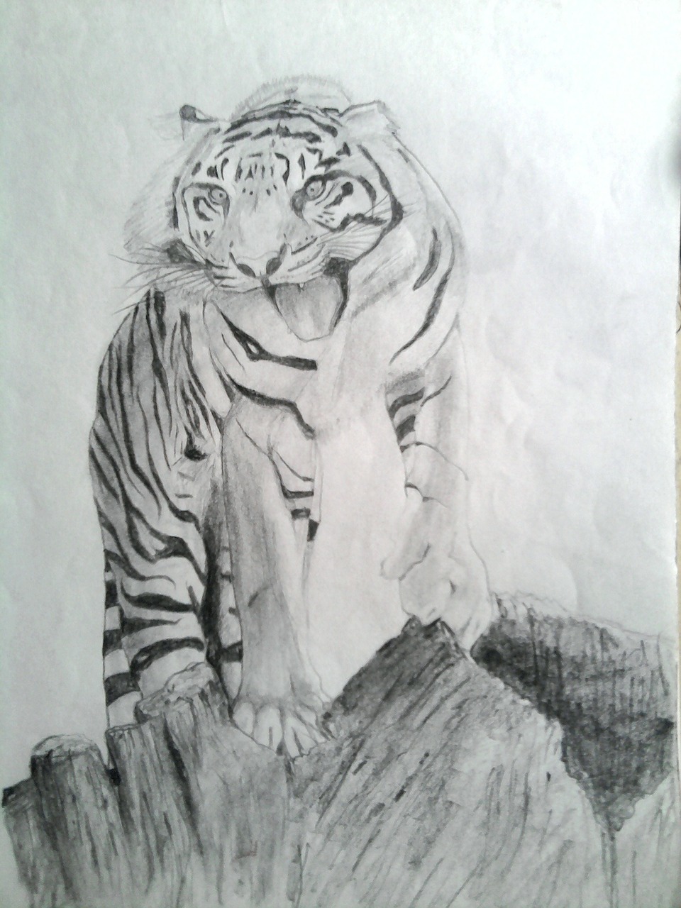 Image - tiger draw pencil shading drawing