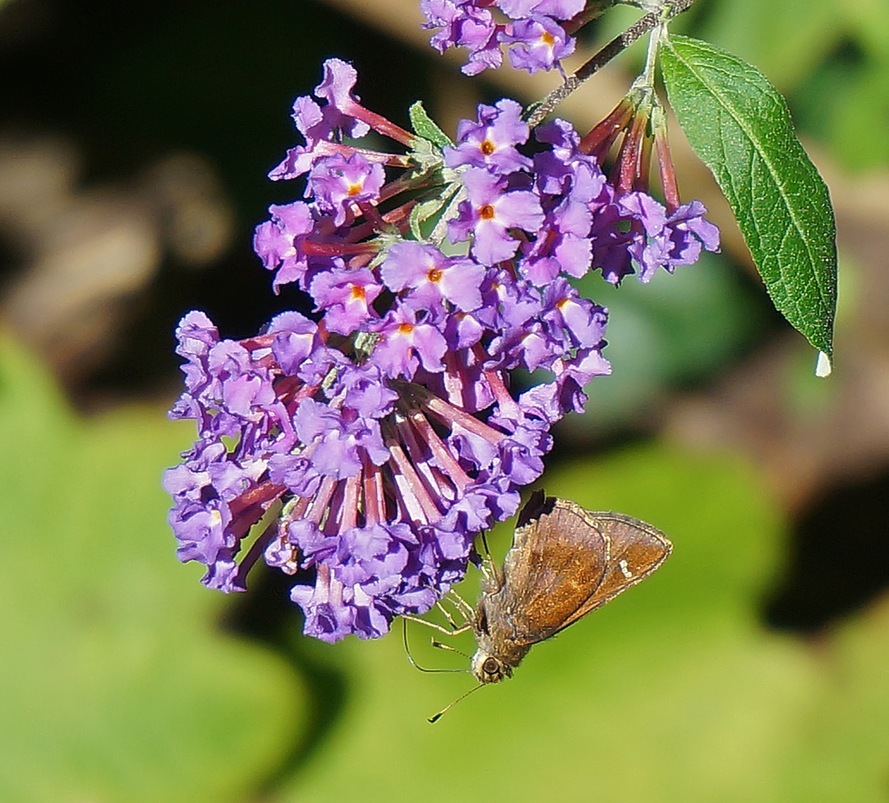 Image - clouded skipper skipper butterfly