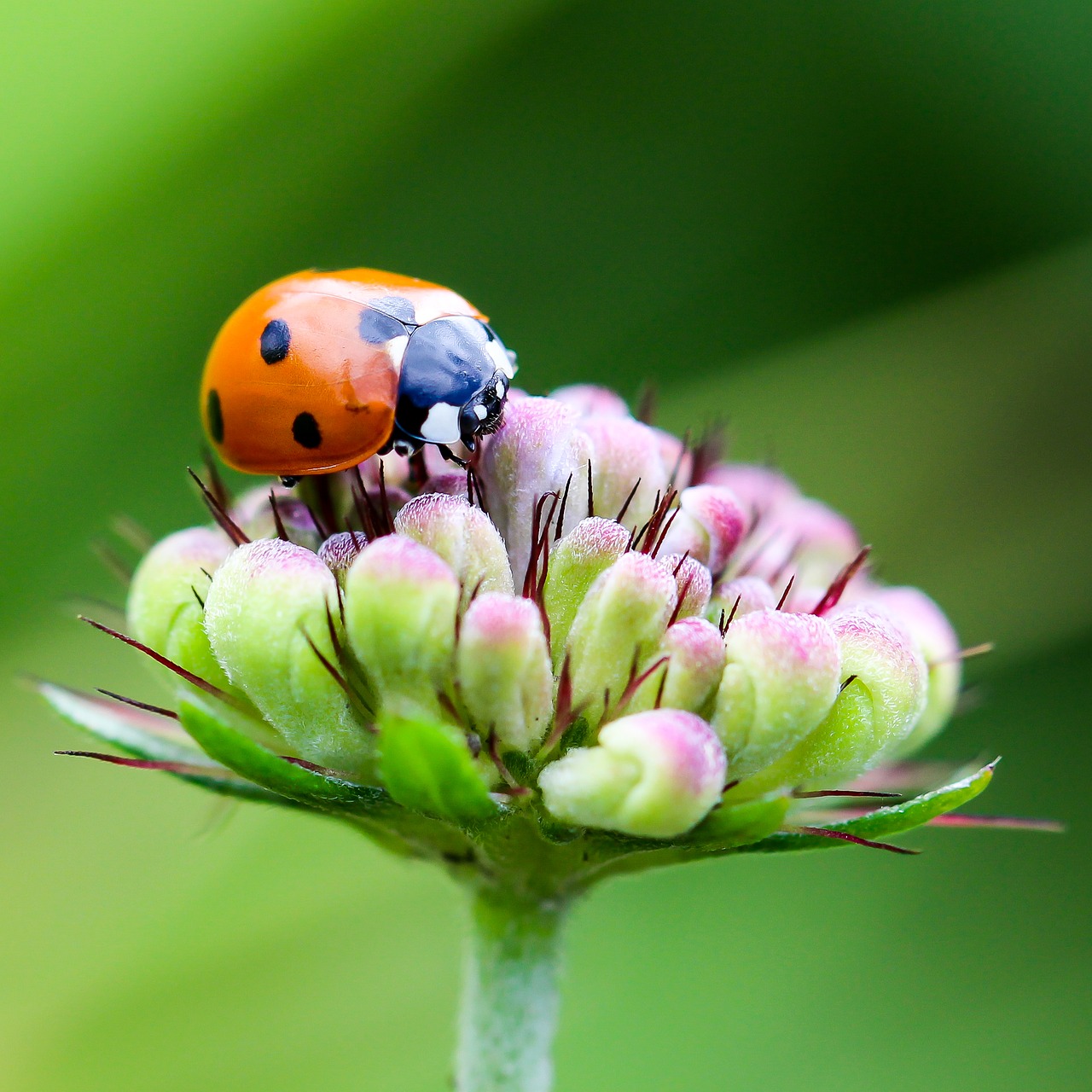 Image - ladybug coccinellidae insect animal