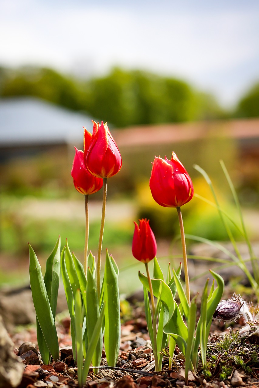 Image - tulips flowers spring flora light