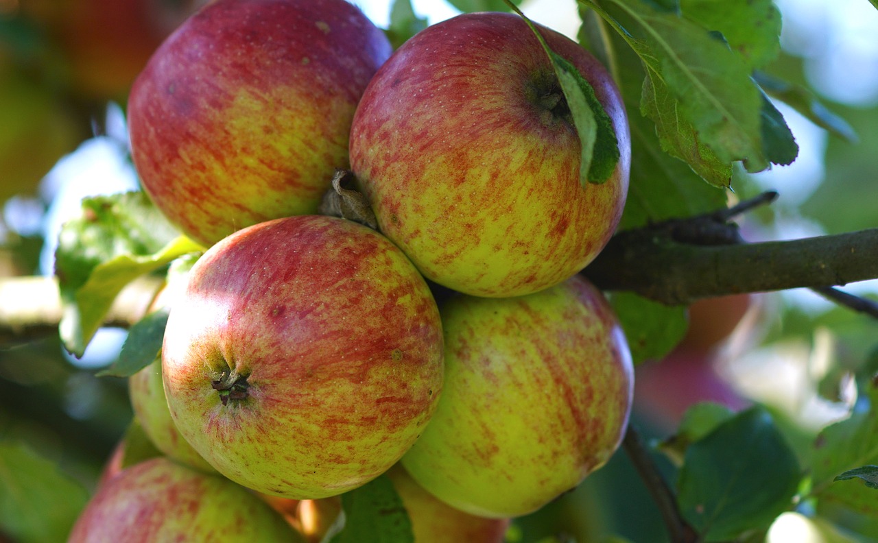 Image - apple apple tree tree fruit nature