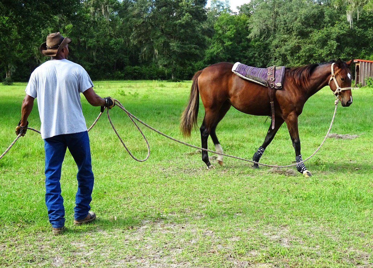 Image - horse training trainer thoroughbred