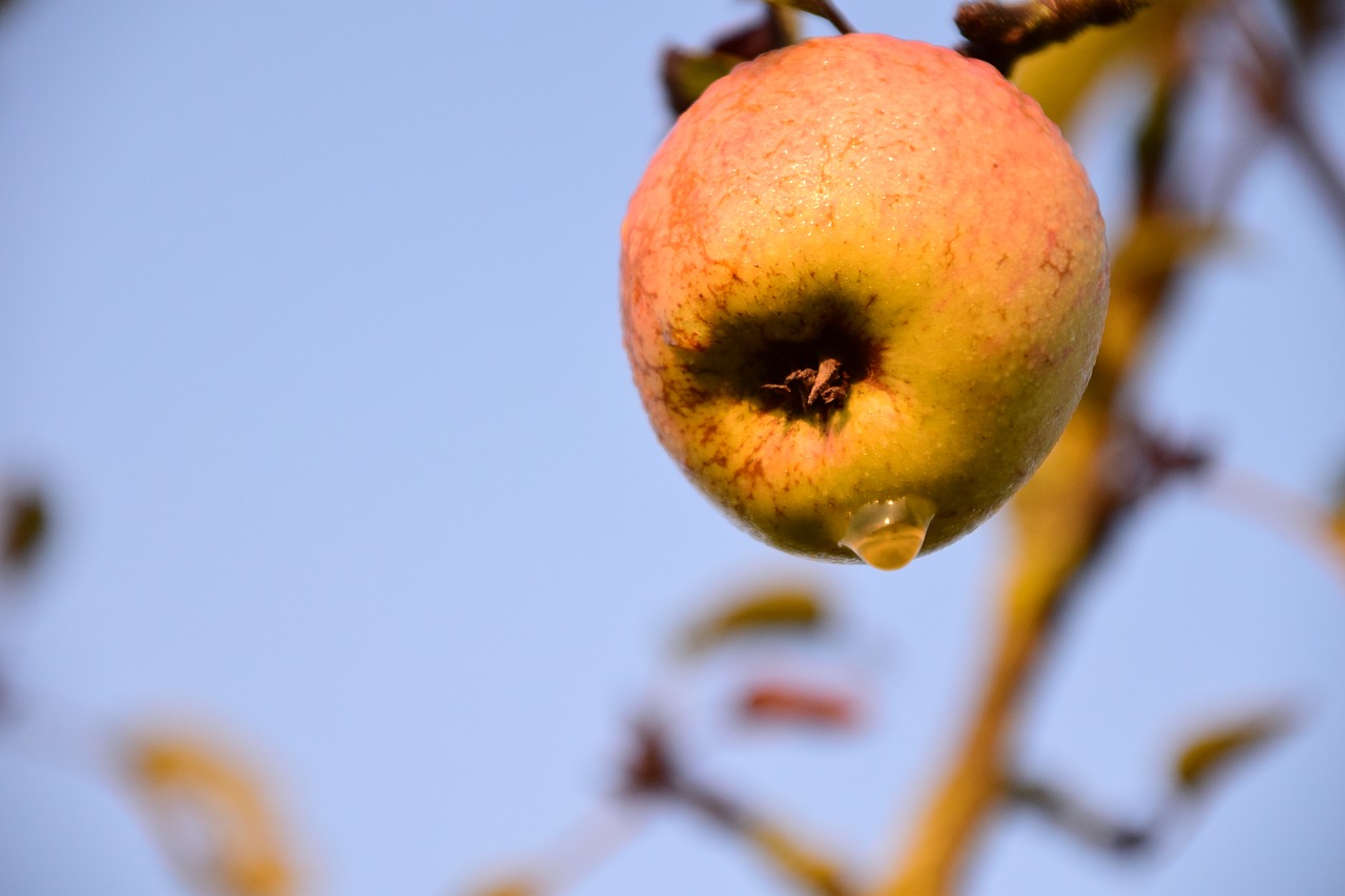 Image - apple apple tree tree fruit nature