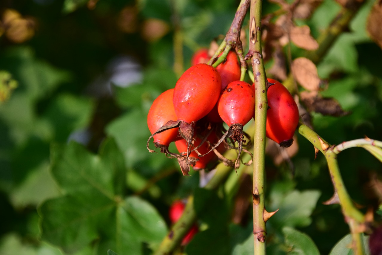 Image - rose hip ripe forest berry fruit