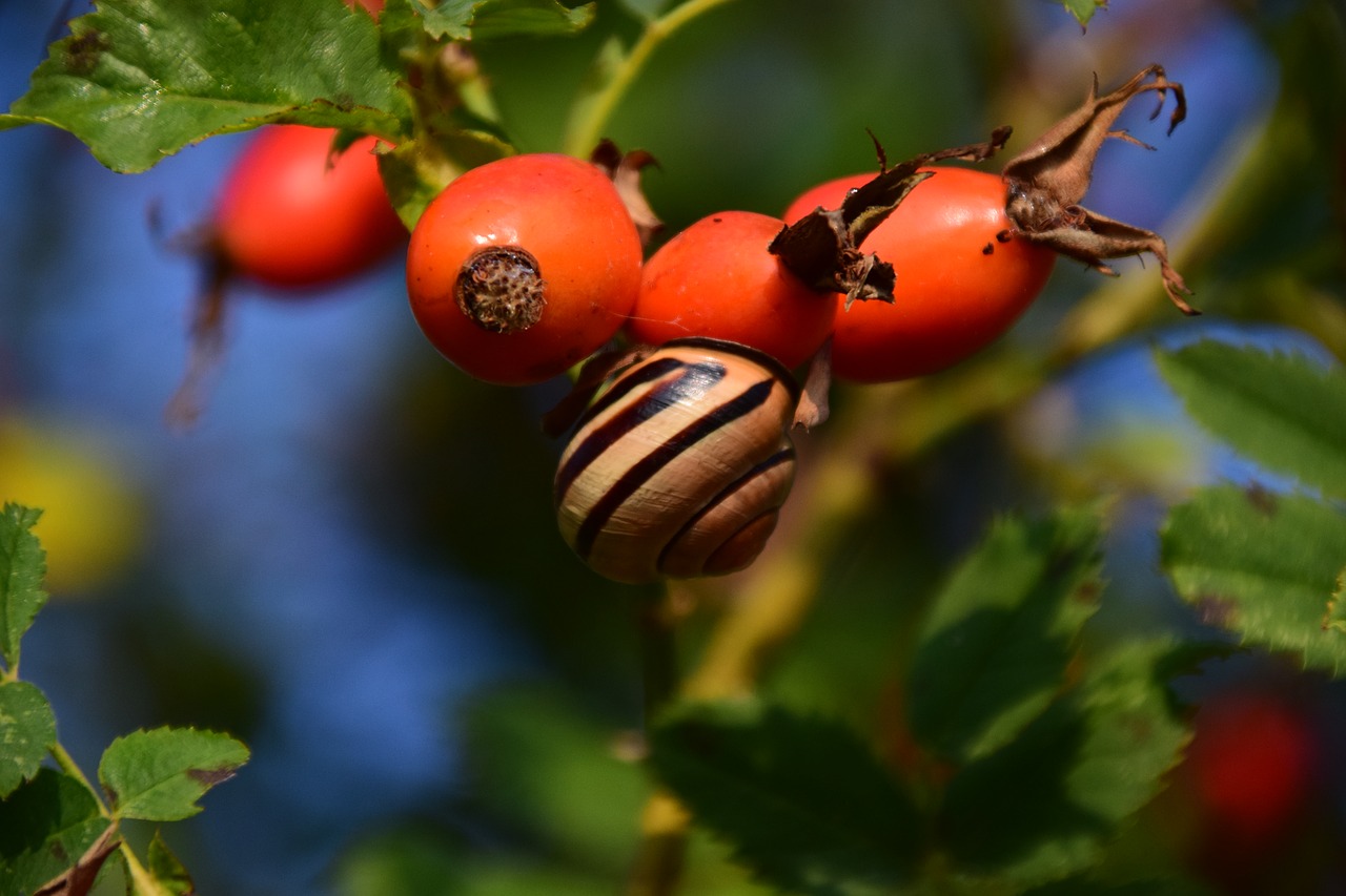 Image - rose hip ripe forest berry fruit