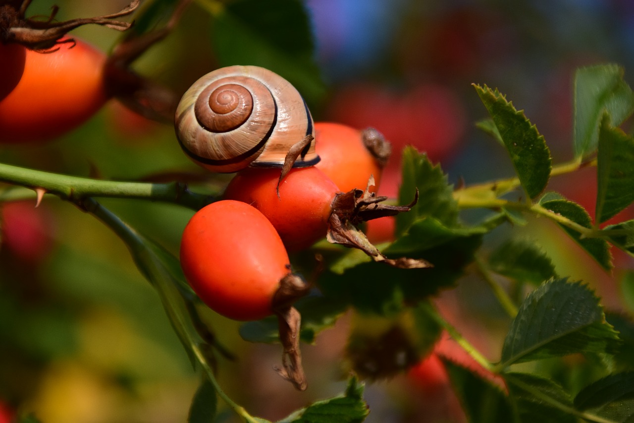 Image - rose hip ripe forest berry fruit