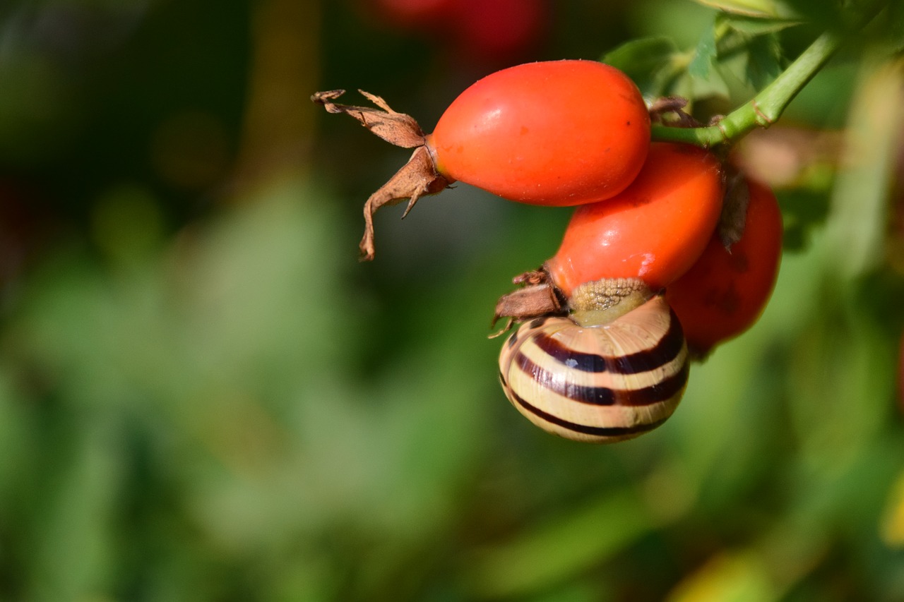 Image - rose hip ripe forest berry fruit