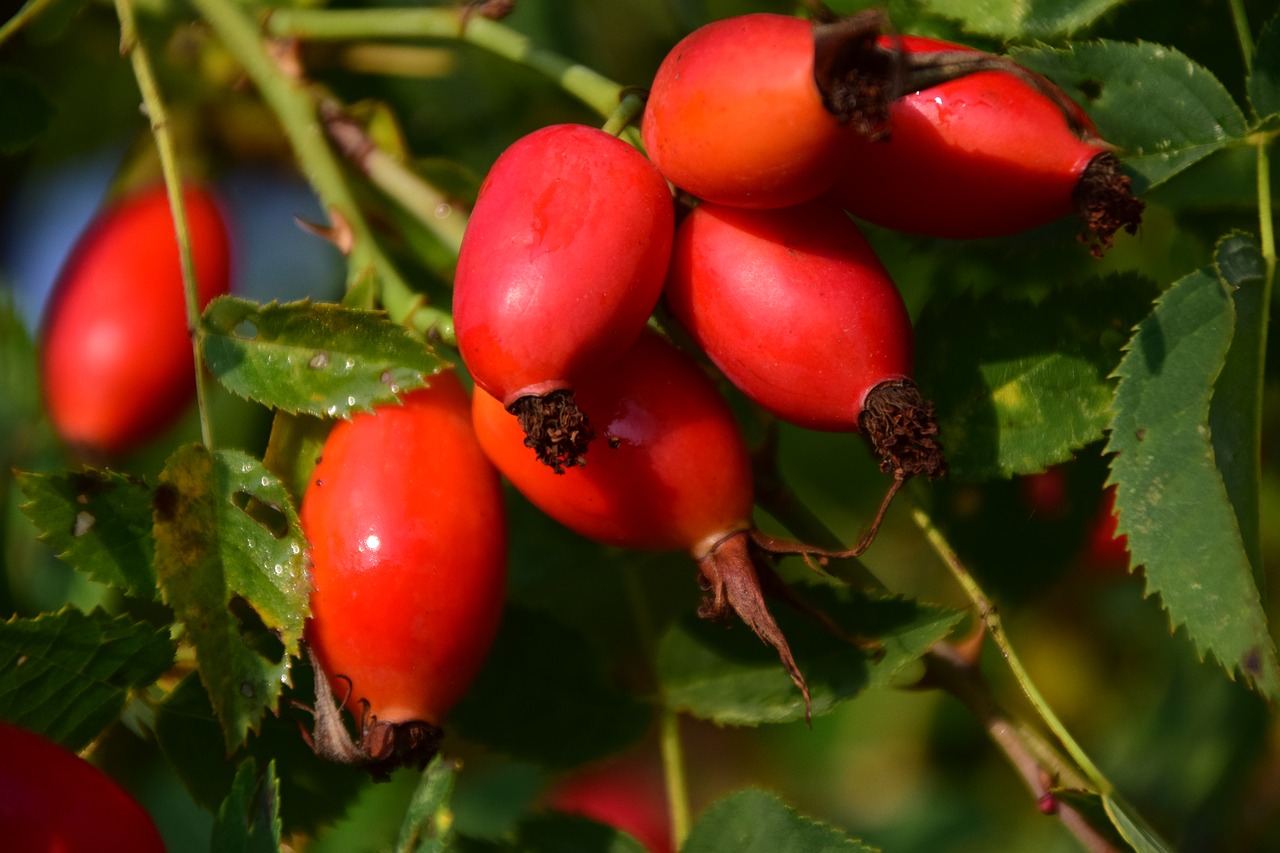 Image - rose hip ripe forest berry fruit