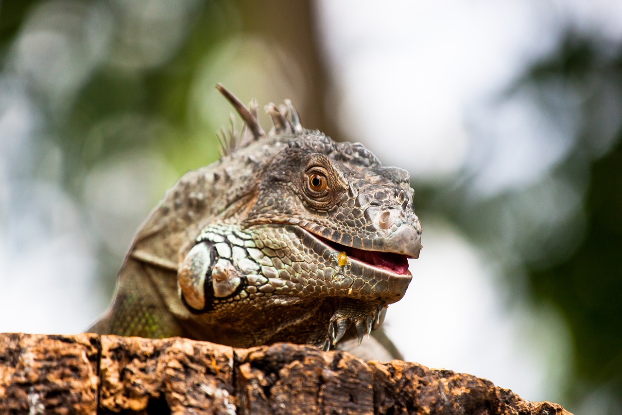 Image - reptile zoo portrait green iguana