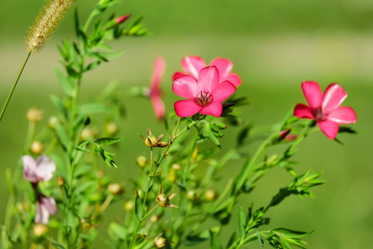 Image - flower red lein blossom bloom red