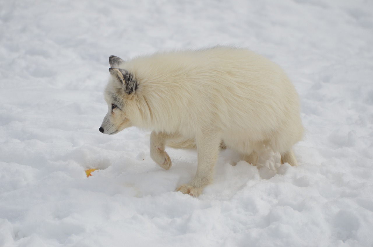 Image - arctic fox animal mammal wild