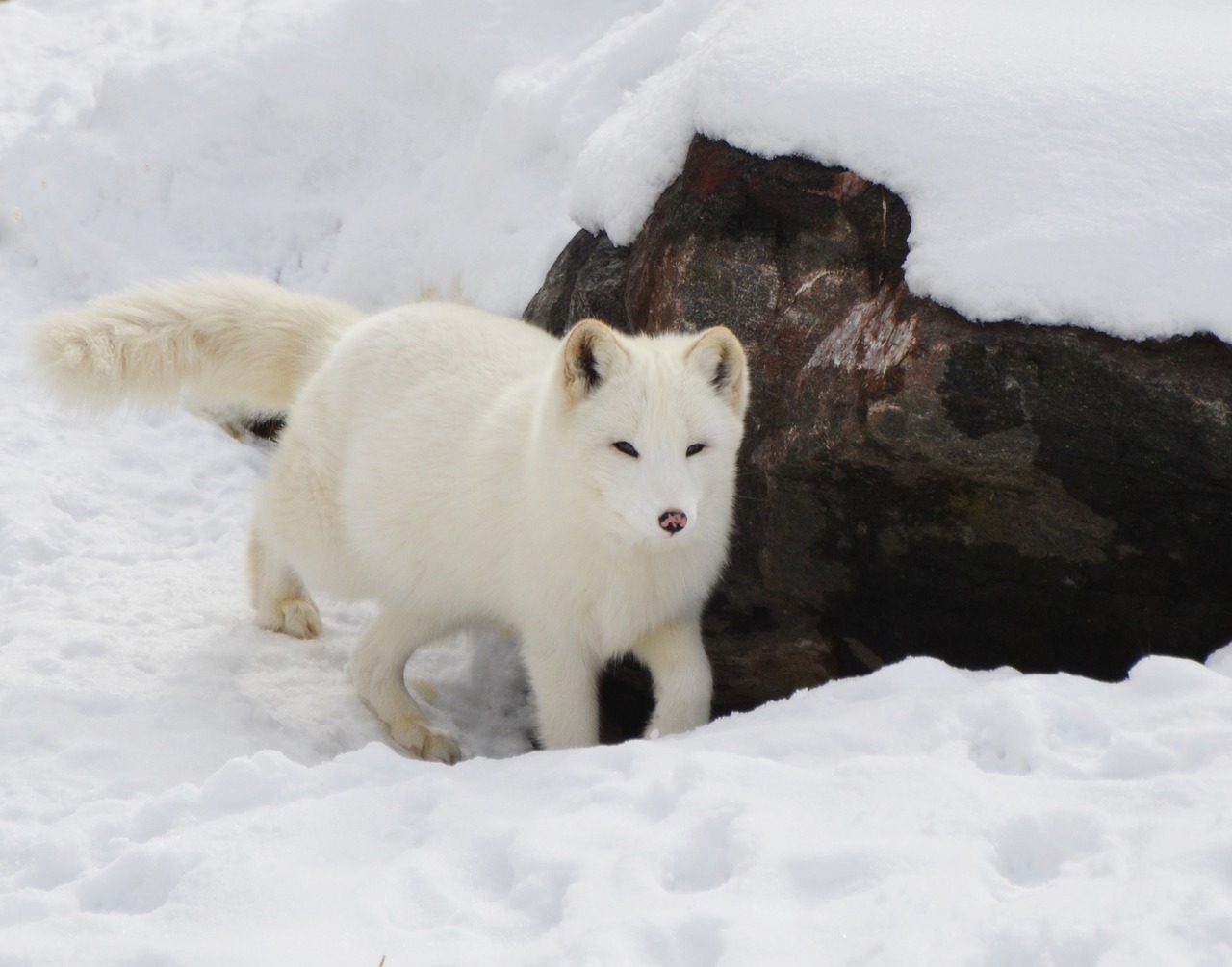 Image - arctic fox animal mammal wild