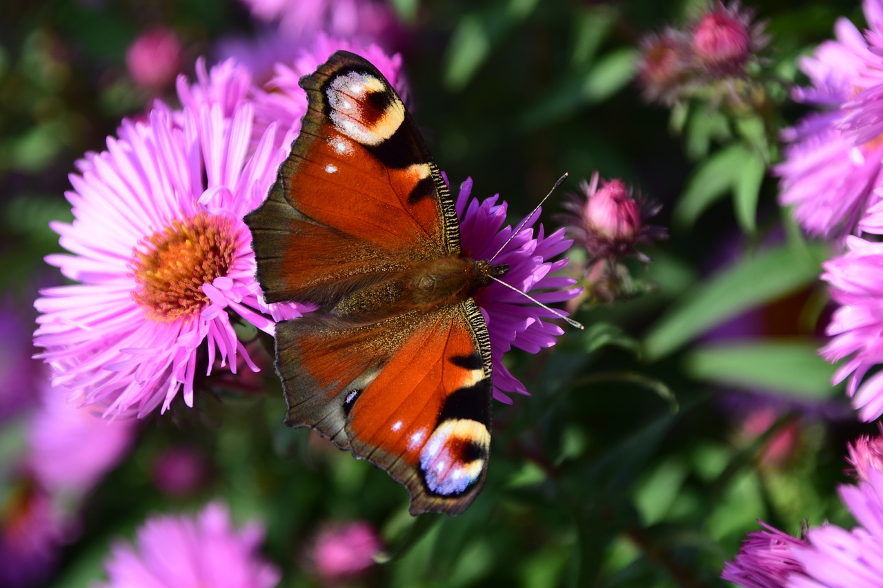 Image - aster peacock butterfly insect