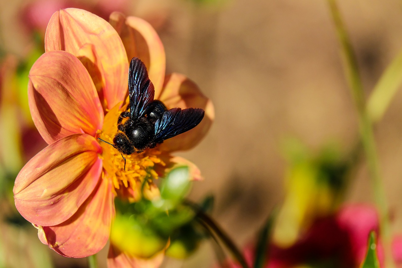 Image - carpenter bee bee insect black