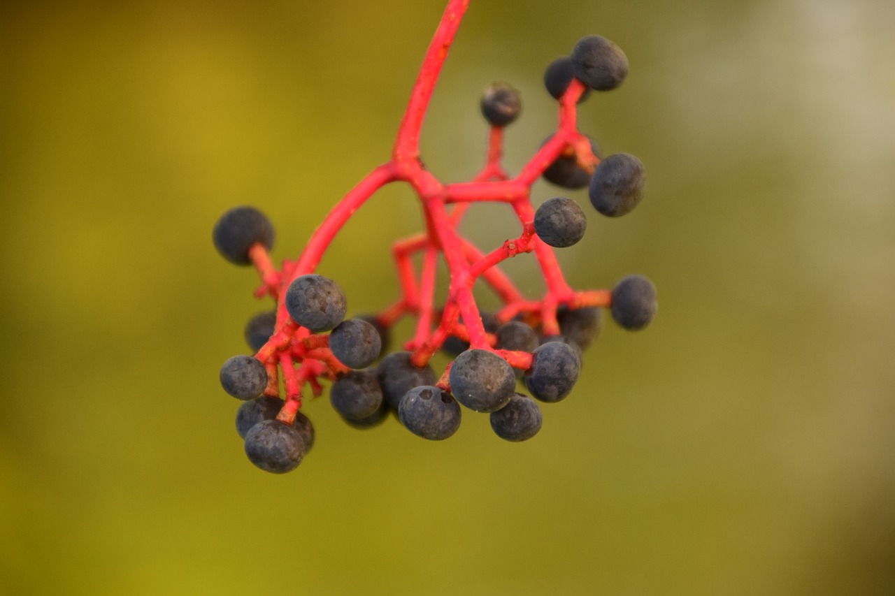 Image - rowanberries black red stalk close