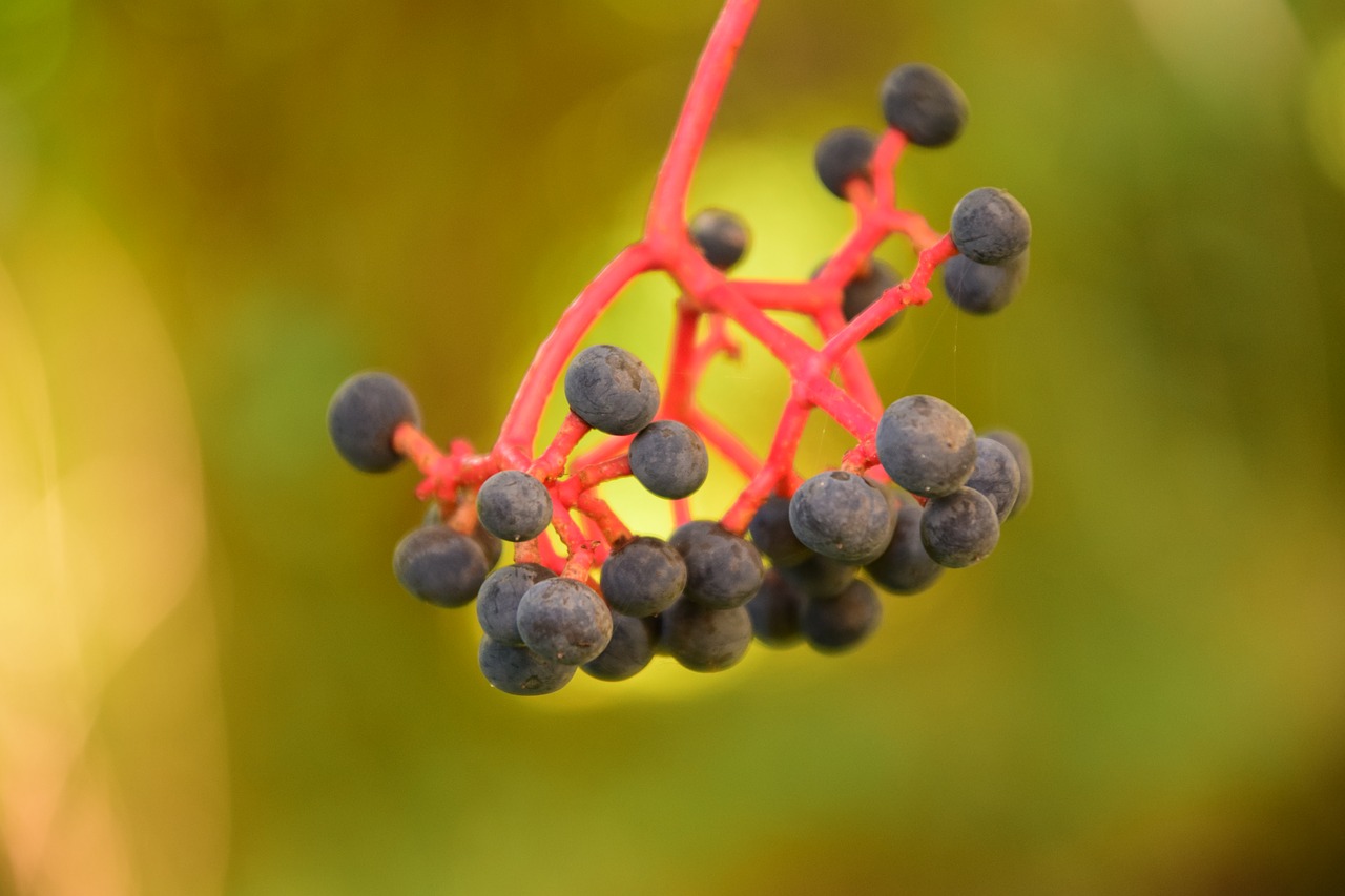 Image - rowanberries black red stalk close