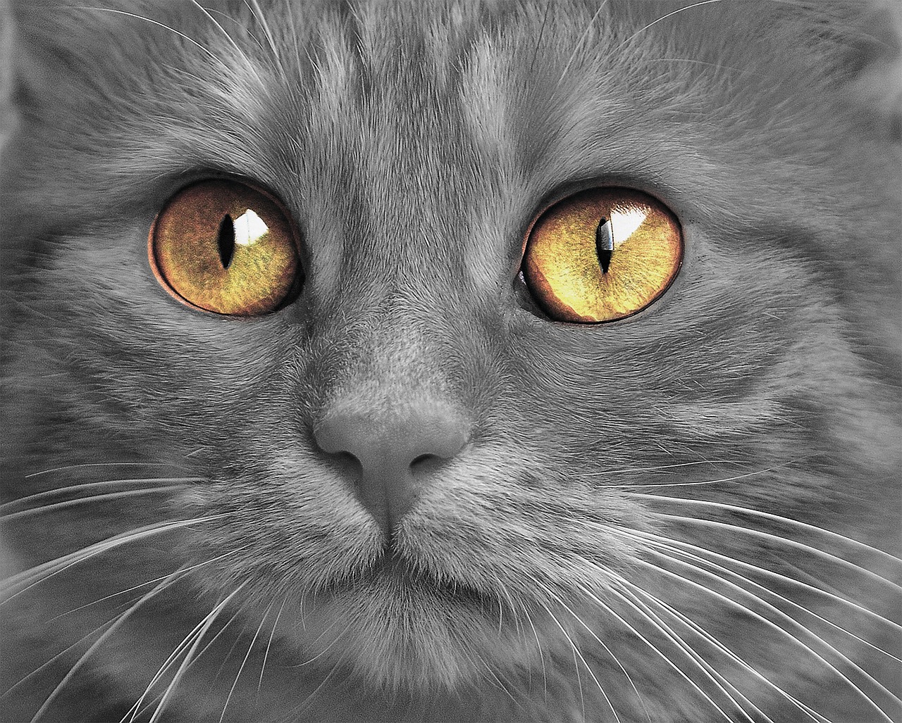 Image - cat kitten eyes pet cute furry