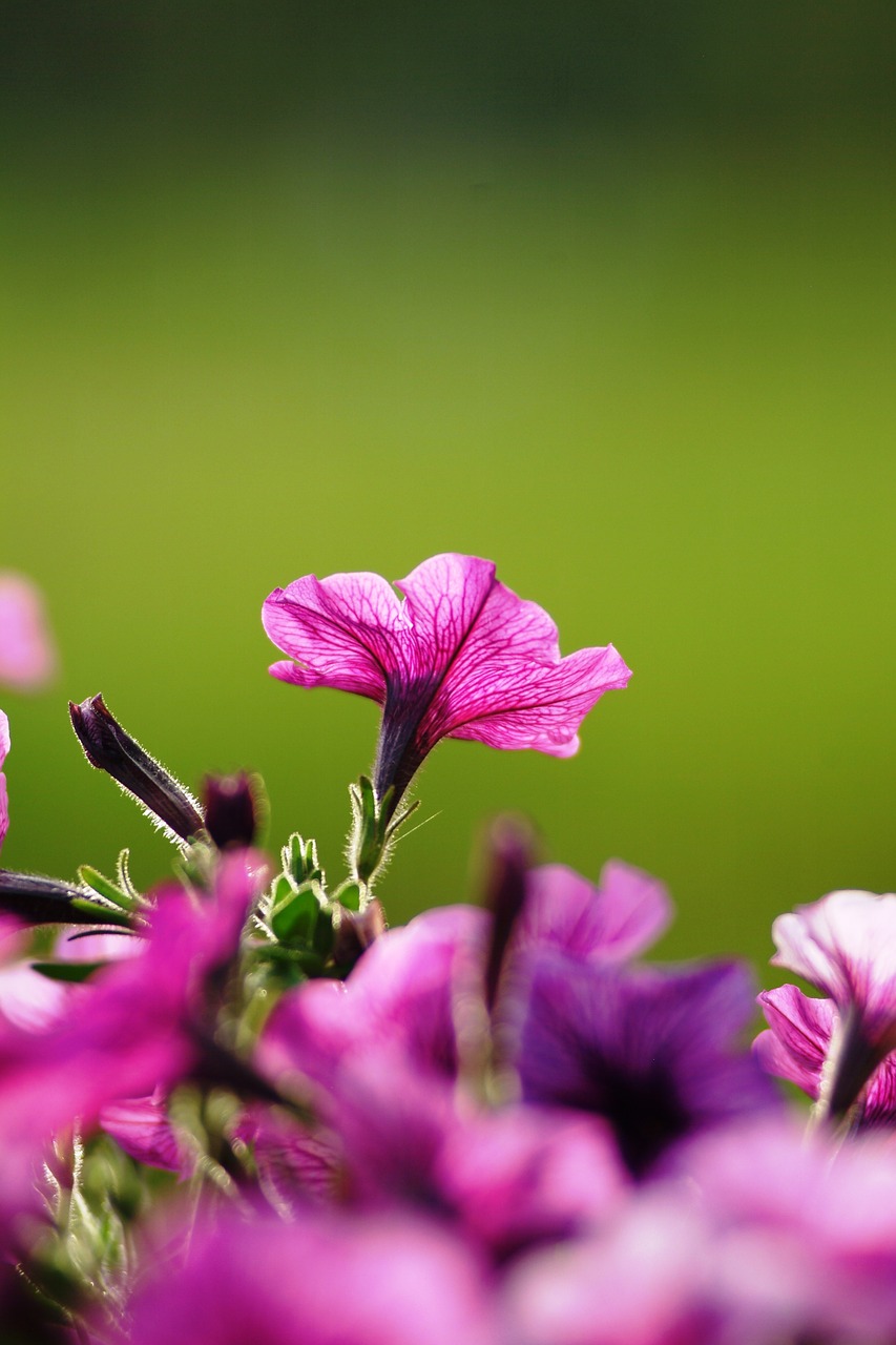 Image - flowers violet camera background