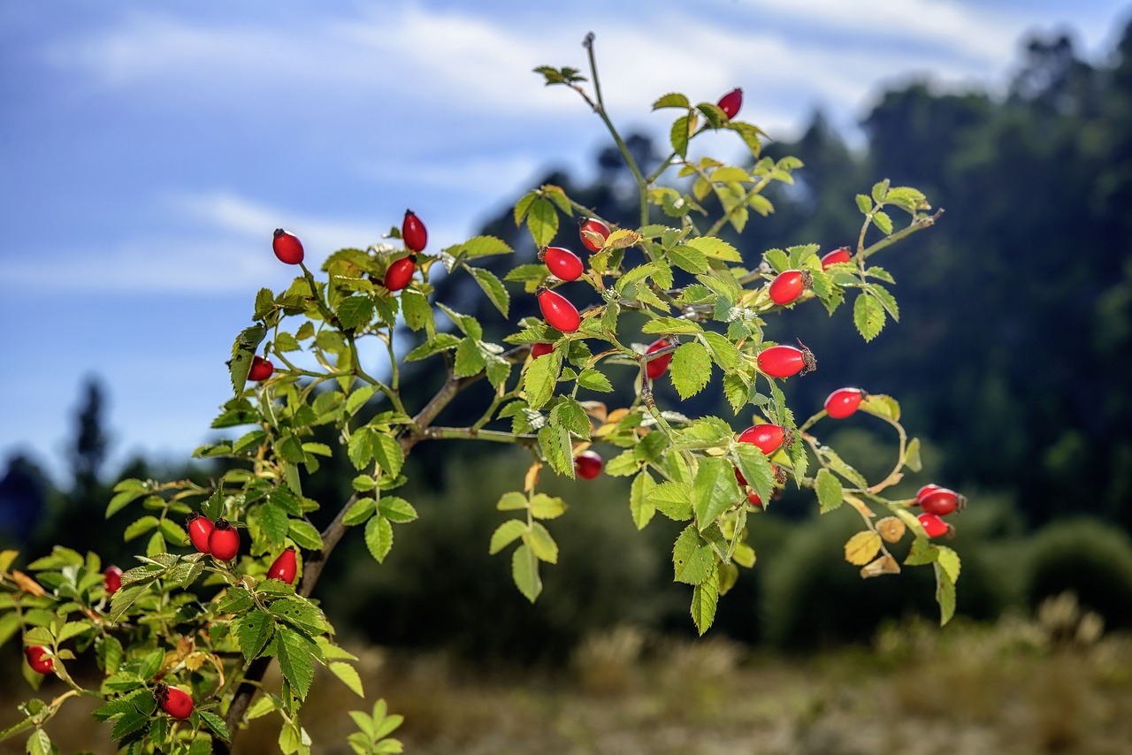 Image - rosehip red rose hips wild rose