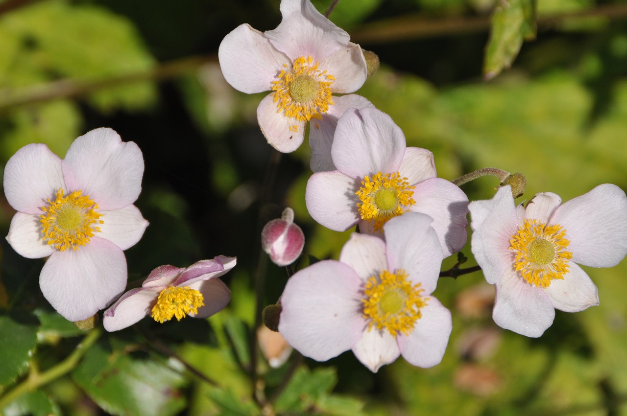 Image - fall anemone white flower nature