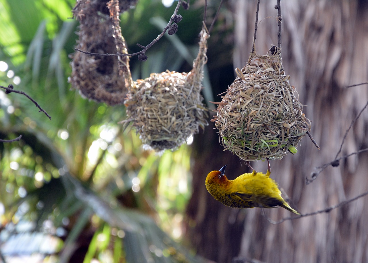 Image - bird nests finch hanging