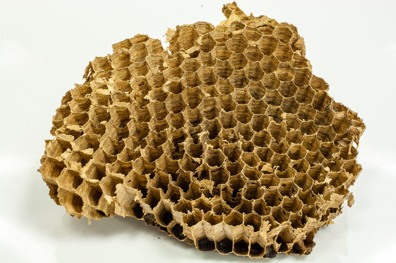 Image - wasps honeycomb honey bees nature