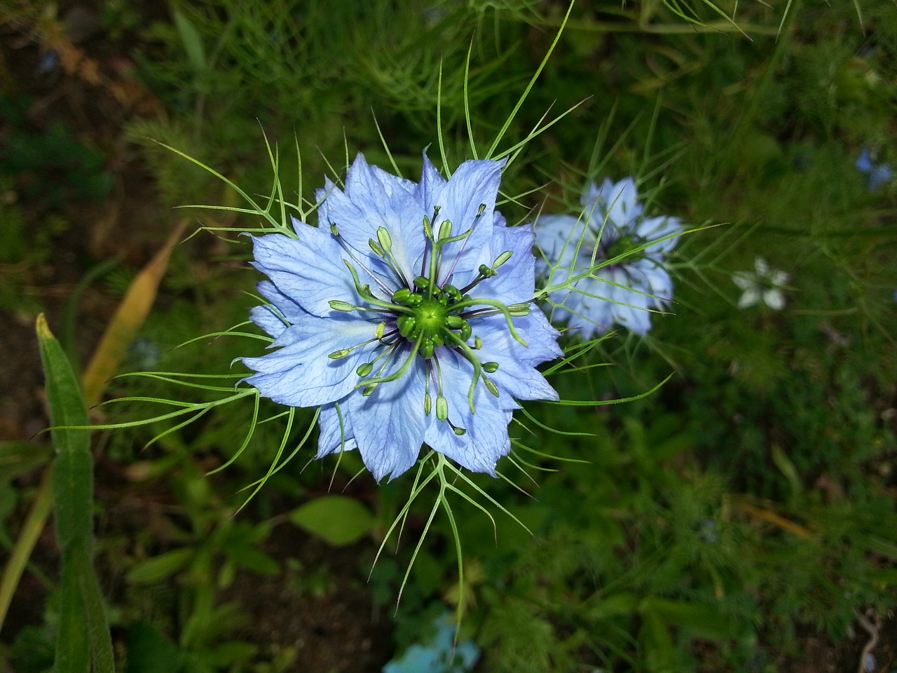 Image - flower nigella sativa plant