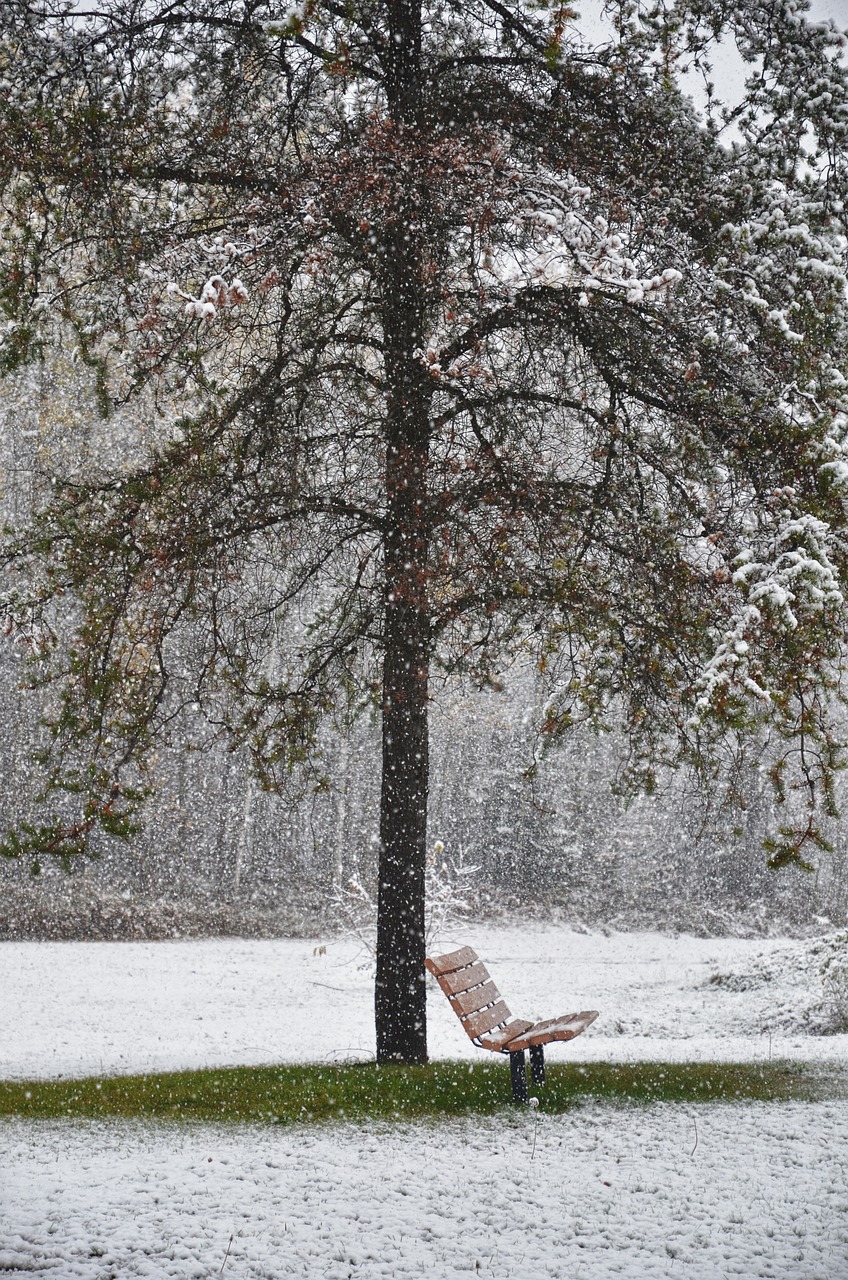 Image - bench winter tree peaceful branch