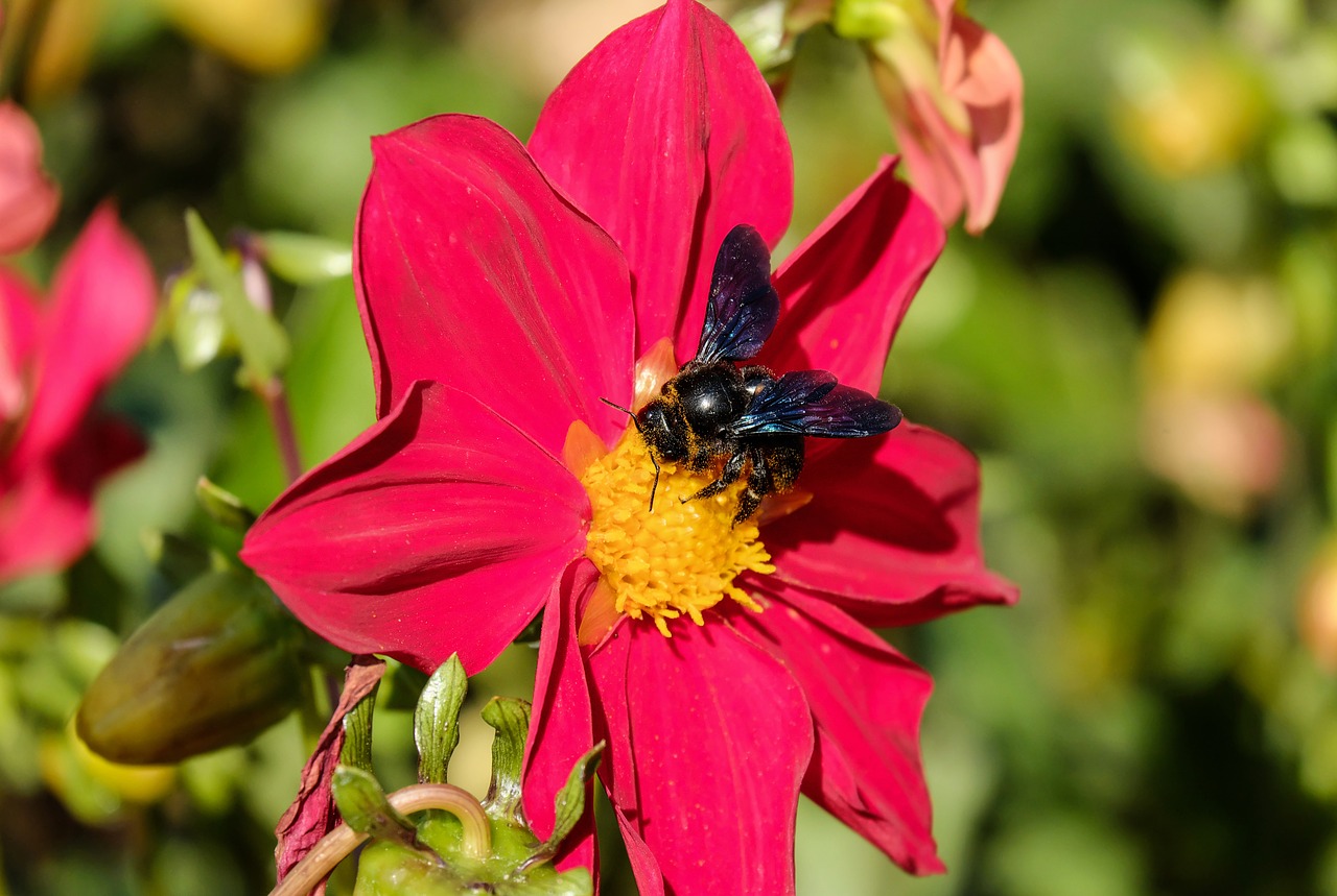 Image - carpenter bee bee insect black