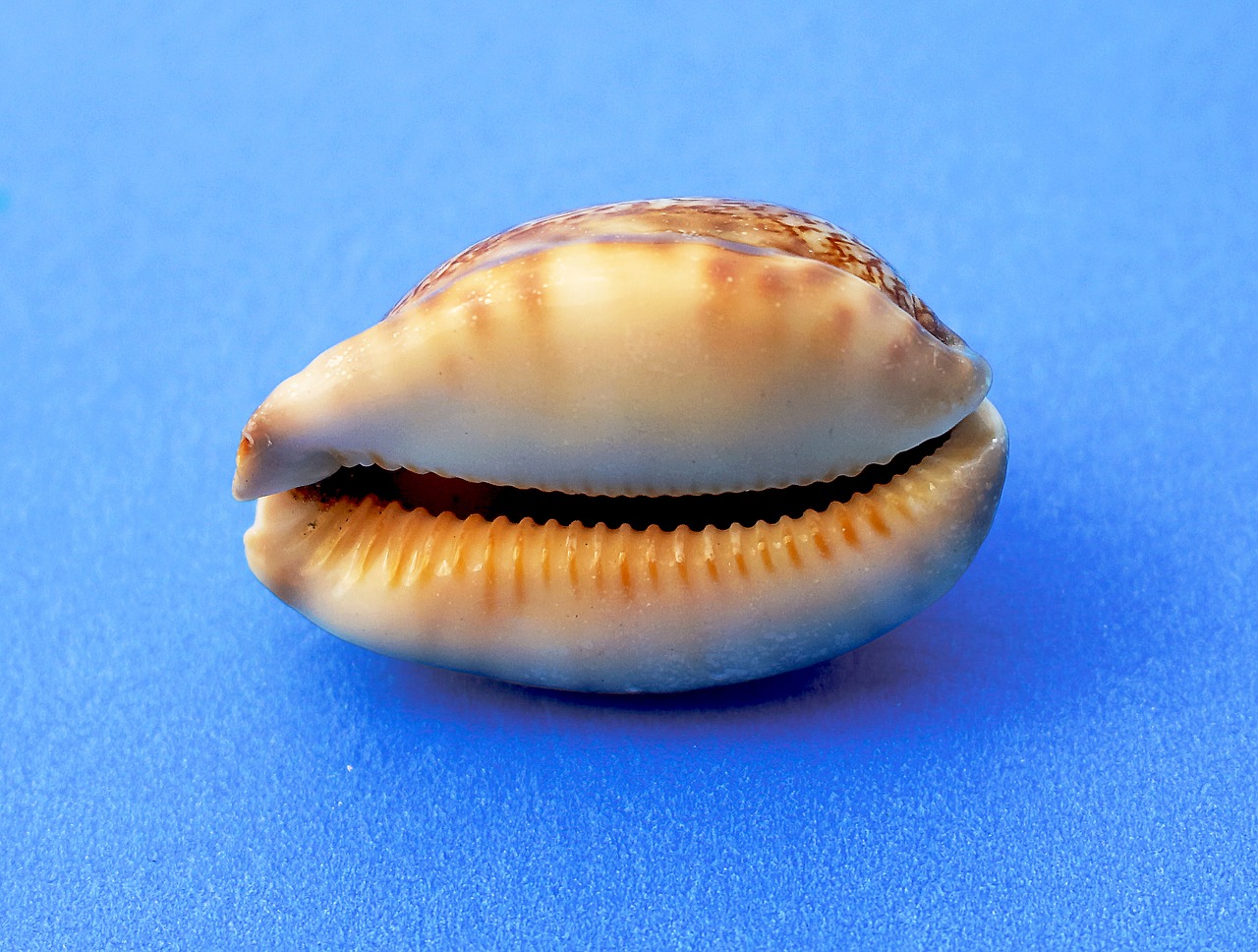 Image - snail molluscum marine sea shells