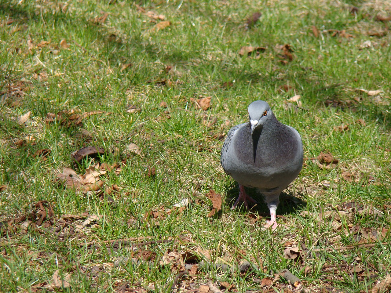 Image - russula bird nature dove