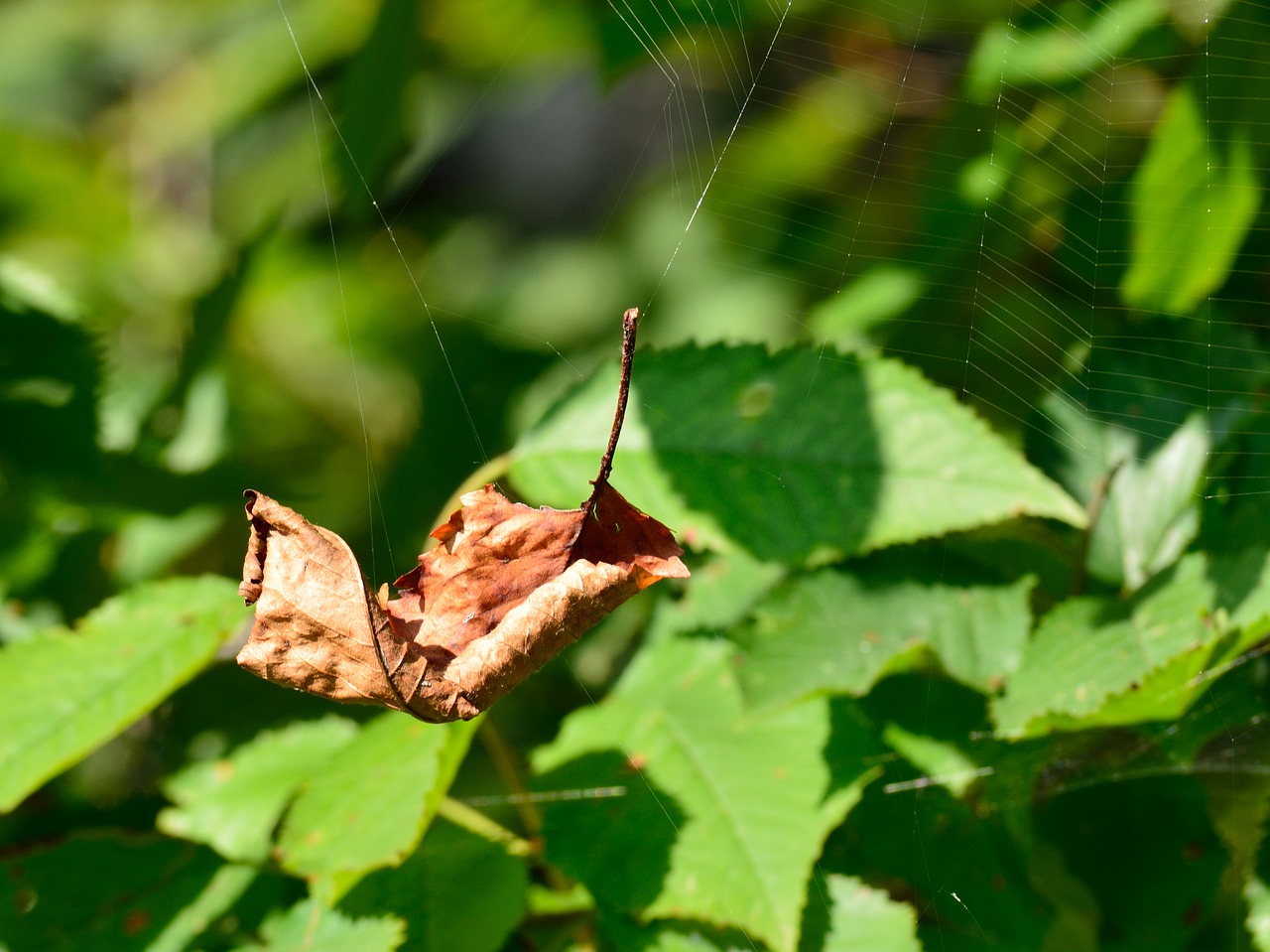 Image - leaf autumn cobweb fall foliage