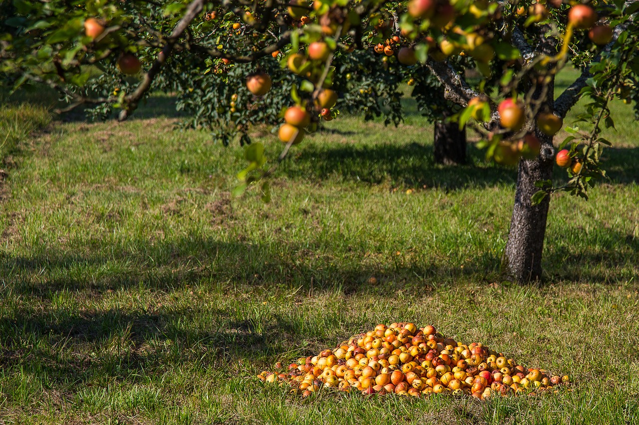 Image - apple fruit windfall harvest