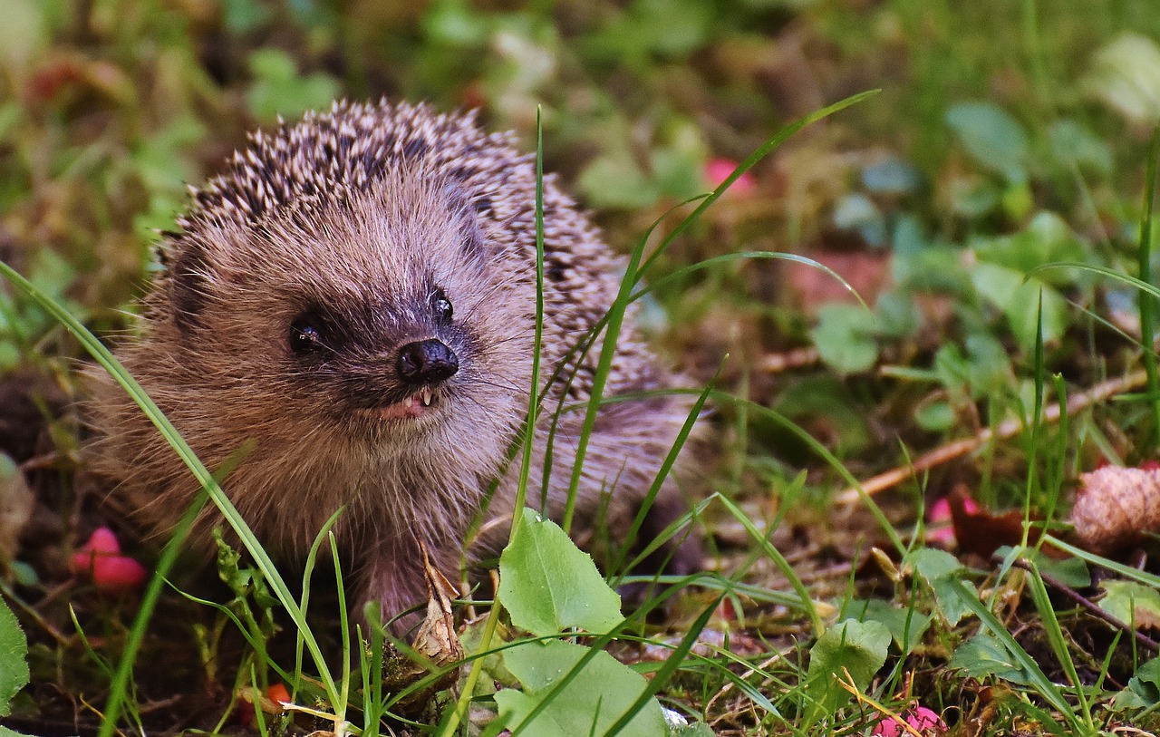 Image - hedgehog child young hedgehog