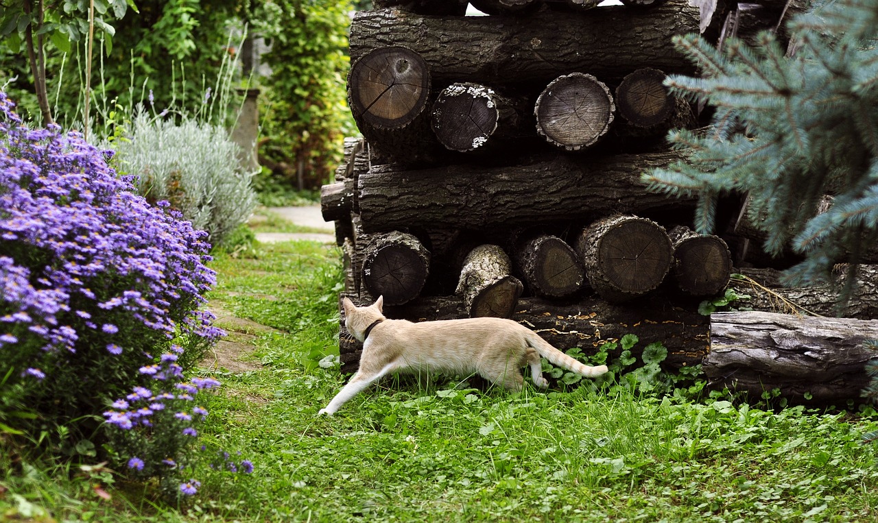 Image - autumn garden kitten cat nature