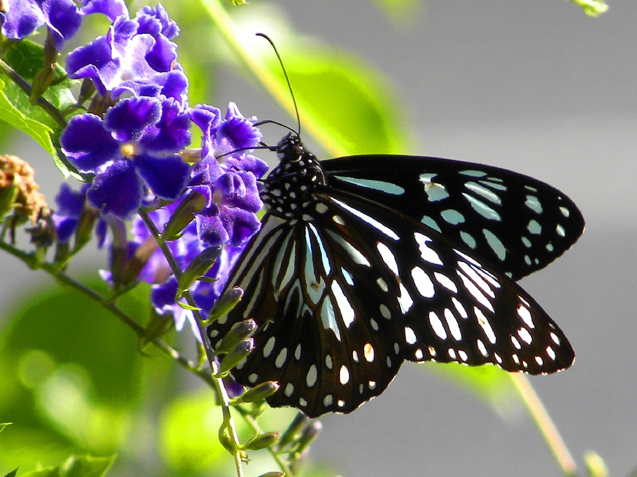 Image - butterfly insect macro wildlife