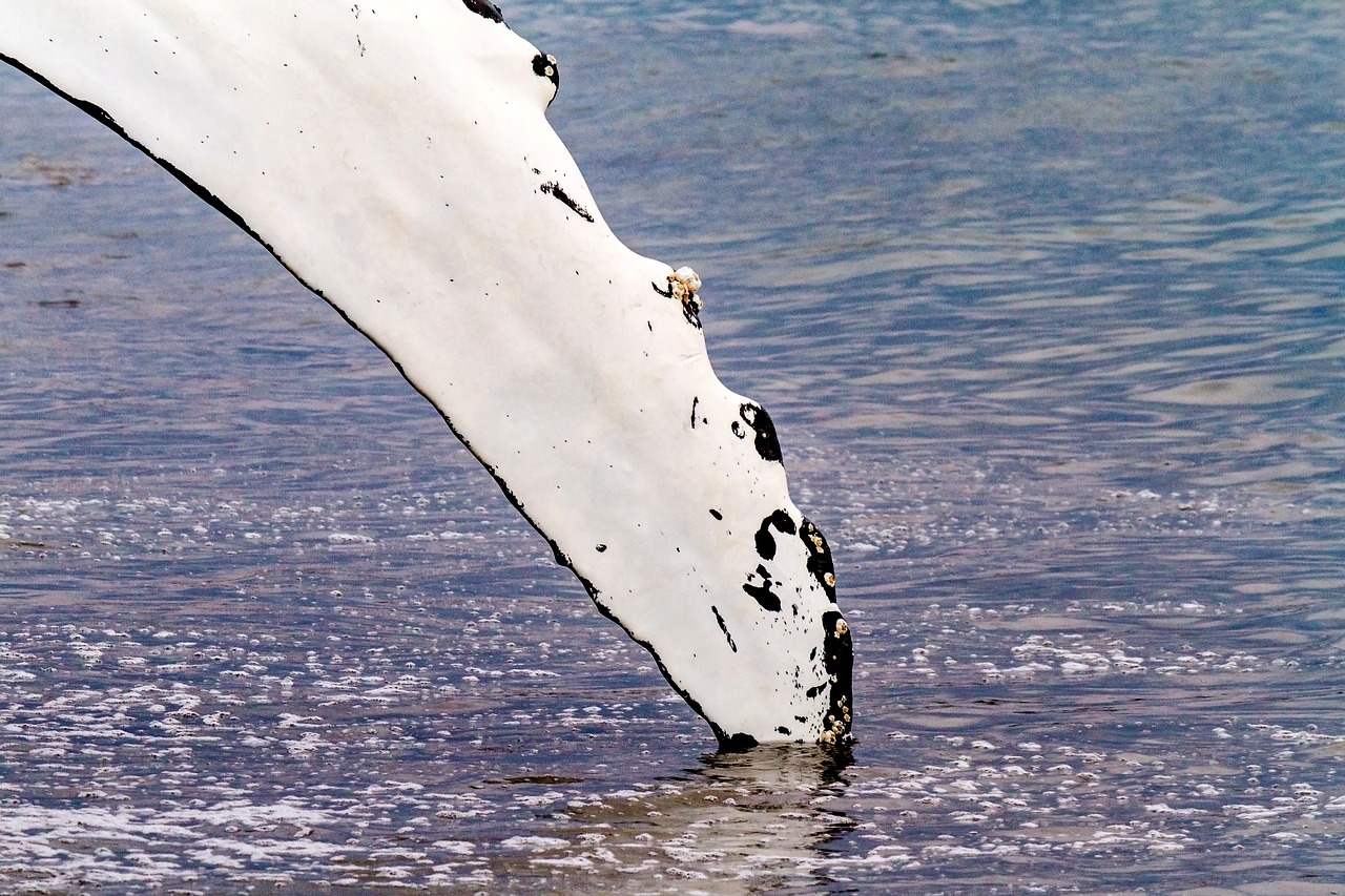 Image - whale water ocean atlantic fin