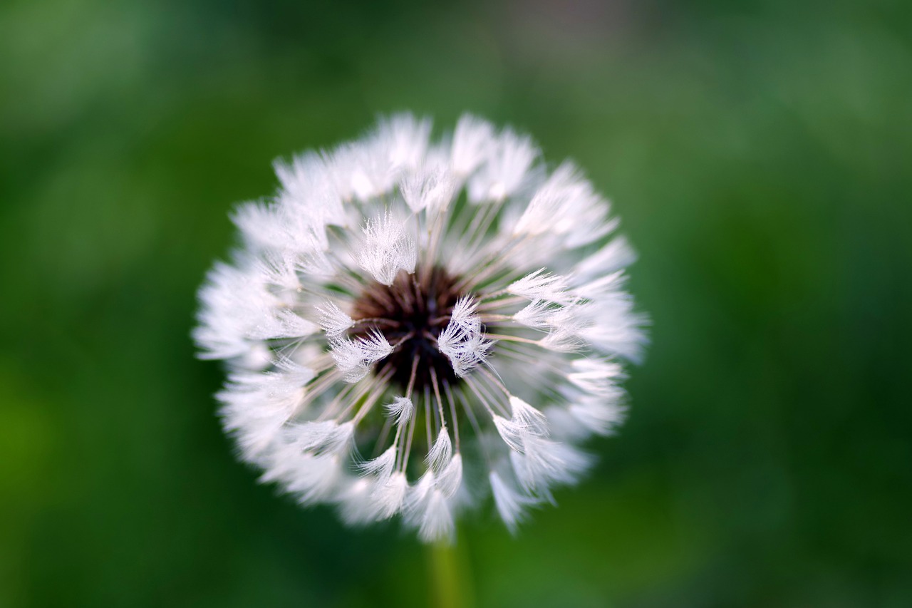 Image - dandelion rosa water drops fluff