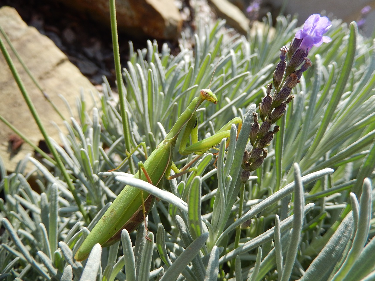 Image - mantis insect mantis religiosa